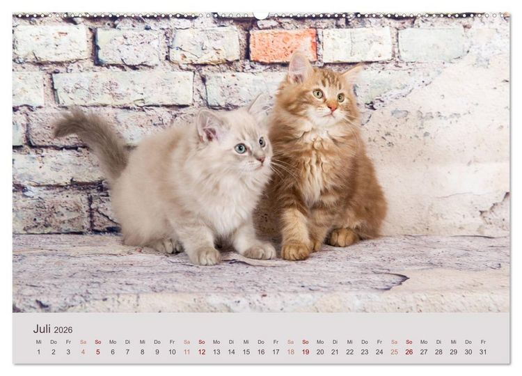 Produktbild: Verspielte Ragdolls - Sanfte Katzen in seidigem Haarkleid (Wandkalender 2026 DIN A2 quer), CALVENDO Monatskalender
