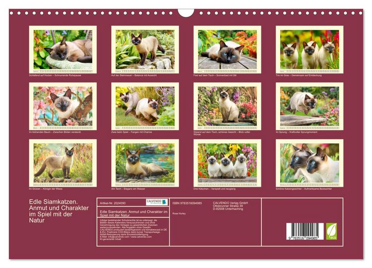 Produktbild: Edle Siamkatzen. Anmut und Charakter im Spiel mit der Natur (Wandkalender 2026 DIN A3 quer), CALVENDO Monatskalender