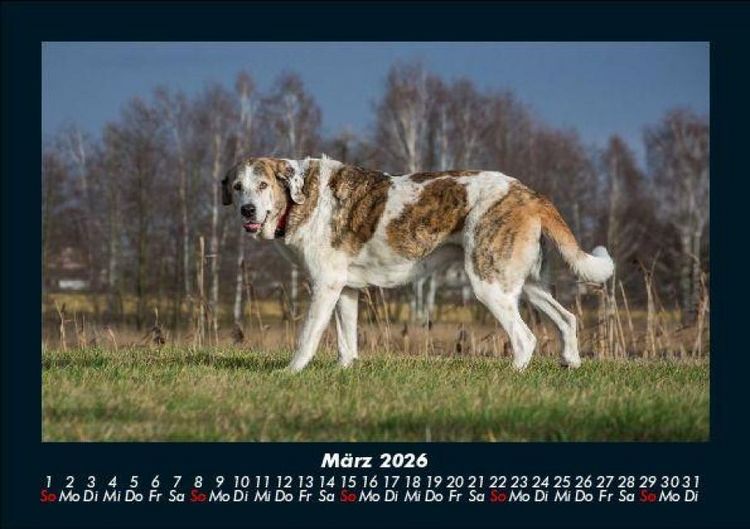 Produktbild: Hundezauber 2026 Fotokalender DIN A5