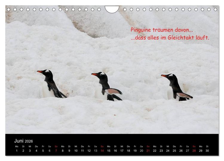 Produktbild: Wovon Pinguine tr&auml;umen (Wandkalender 2026 DIN A4 quer), CALVENDO Monatskalender