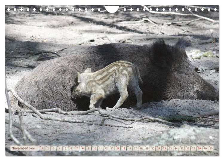 Produktbild: Tierische Schweinerei (Wandkalender 2026 DIN A4 quer), CALVENDO Monatskalender