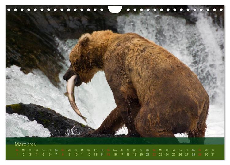Produktbild: Der B&auml;renkalender 2026 (Wandkalender 2026 DIN A4 quer), CALVENDO Monatskalender