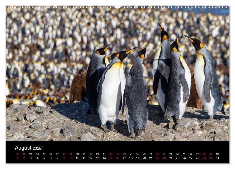 Produktbild: Pinguine - sympathische Fracktr&auml;ger im eisigen S&uuml;den (Wandkalender 2026 DIN A2 quer), CALVENDO Monatskalender