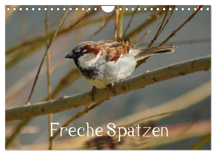 Produktbild: Freche Spatzen (Wandkalender 2026 DIN A4 quer), CALVENDO Monatskalender