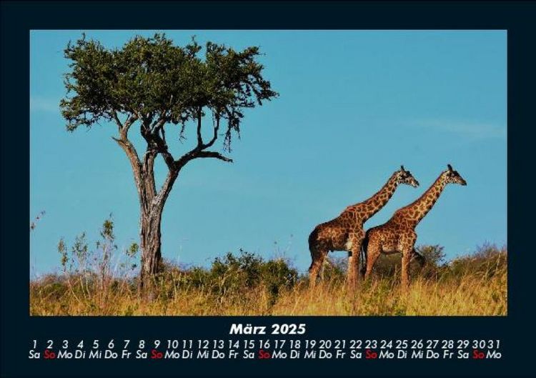 Produktbild: Giraffen 2025 Fotokalender DIN A5