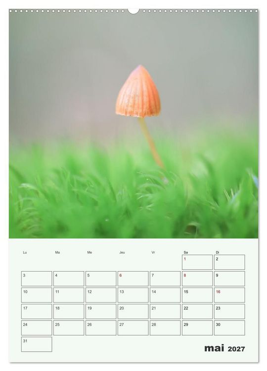 Produktbild: Champignons magiques - Beaut&eacute;s &eacute;ph&eacute;m&egrave;res (Calendrier mural 2027 DIN A2 horizontal), CALVENDO calendrier mensuel