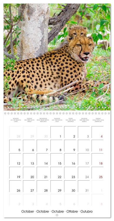 Produktbild: CATS OF AFRICA (Wall Calendar 2026 12 &times; 12 Inch) CALVENDO 12 Month Wall Calendar