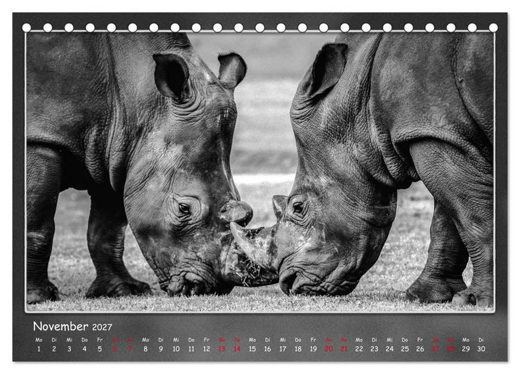 Produktbild: Tieren ins Gesicht geschaut (Tischkalender 2027 DIN A5 quer), CALVENDO Monatskalender