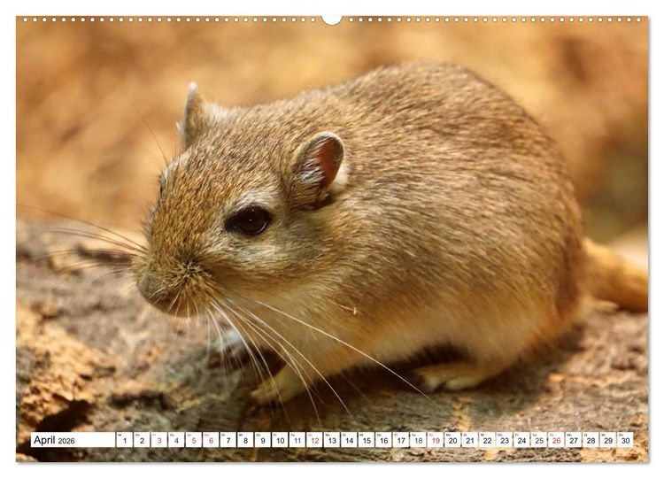 Produktbild: Niedliche Rennm&auml;use (hochwertiger Premium Wandkalender 2026 DIN A2 quer), Kunstdruck in Hochglanz