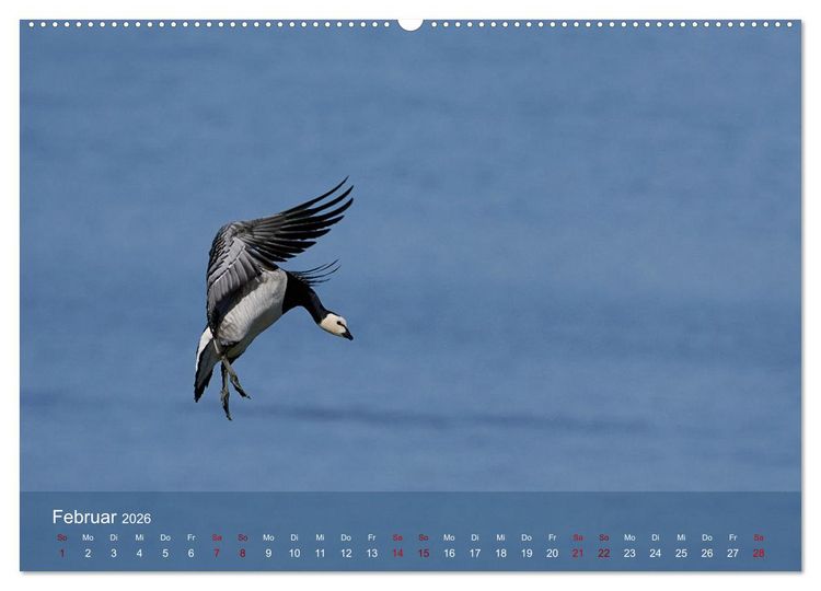 Produktbild: V&ouml;gel an Deutschlands K&uuml;sten (hochwertiger Premium Wandkalender 2026 DIN A2 quer), Kunstdruck in Hochglanz