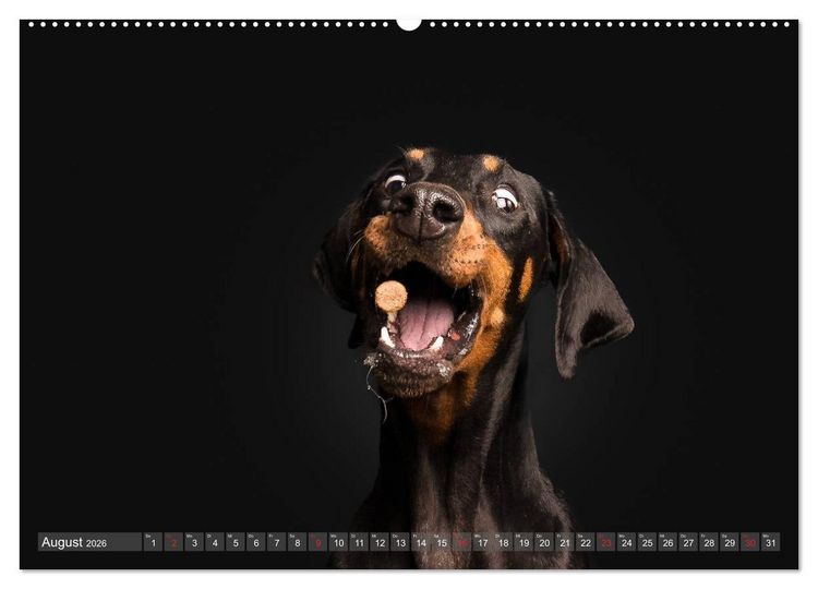 Produktbild: Fang das Leckerlie (Wandkalender 2026 DIN A2 quer), CALVENDO Monatskalender
