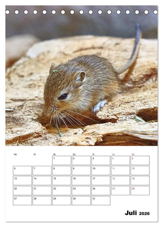 Produktbild: Mongolische Rennm&auml;use (Tischkalender 2026 DIN A5 hoch), CALVENDO Monatskalender