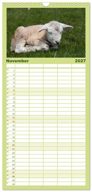 Produktbild: Familienplaner 2027 - Deichschafe - H&uuml;ter der Deiche in Nordfriesland mit 5 Spalten (Wandkalender, 21 x 45 cm) CALVENDO