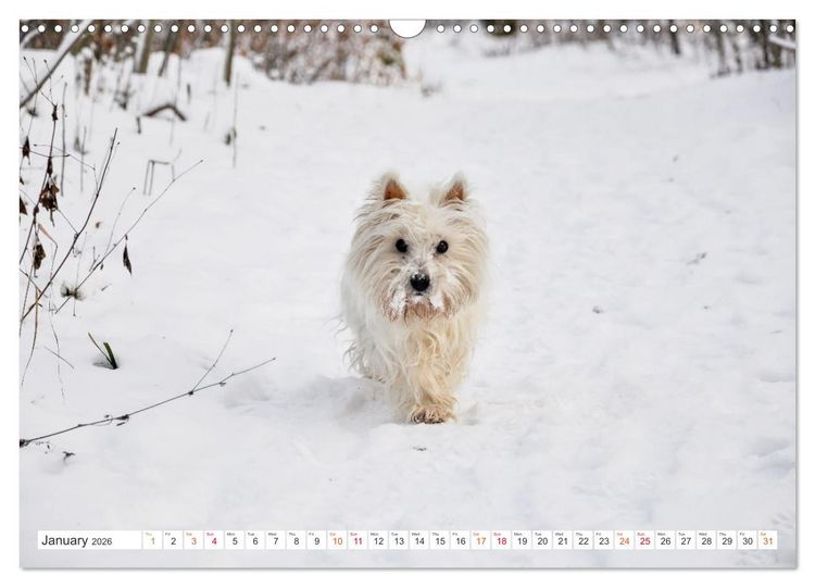 Produktbild: West Highland White Terrier - Your charming companion (Wall Calendar 2026 DIN A3 landscape), CALVENDO 12 Month Wall Calendar