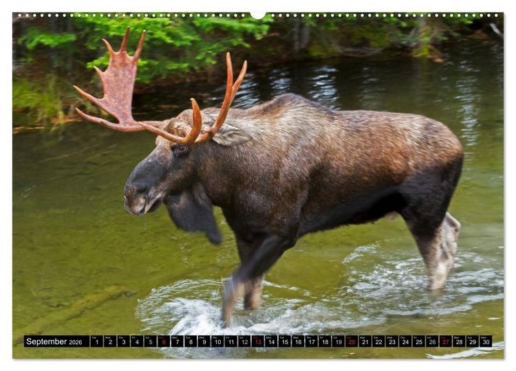 Produktbild: MOOSE Of The Northern Woods (High Quality Premium Wall Calendar 2026 DIN A2 landscape),CALVENDO 12 Month Wall Calendar