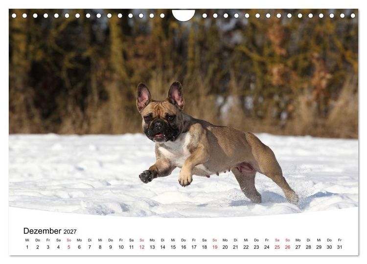 Produktbild: Bullys - Franz&ouml;sische Bulldoggen 2027 (Wandkalender 2027 DIN A4 quer), CALVENDO Monatskalender