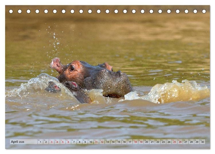Produktbild: Faszination Afrika: Flusspferde (Tischkalender 2026 DIN A5 quer), CALVENDO Monatskalender