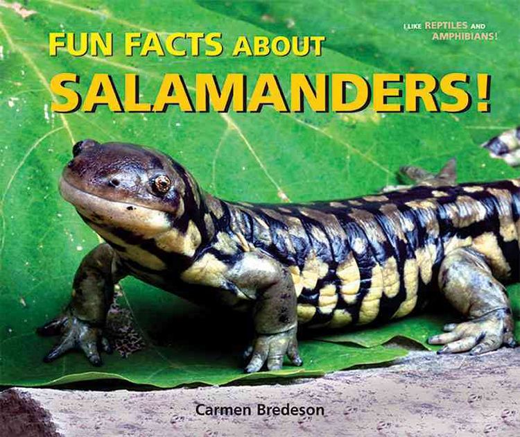 Produktbild: Fun Facts Abt Salamanders