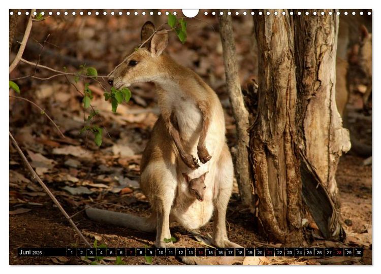 Produktbild: Die Tierwelt in Australien (Wandkalender 2026 DIN A3 quer), CALVENDO Monatskalender