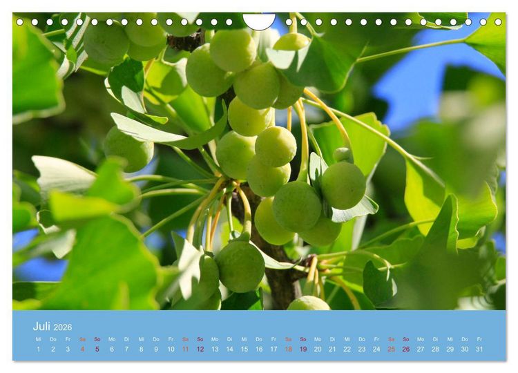 Produktbild: Geliebter Ginkgo (Wandkalender 2026 DIN A4 quer), CALVENDO Monatskalender