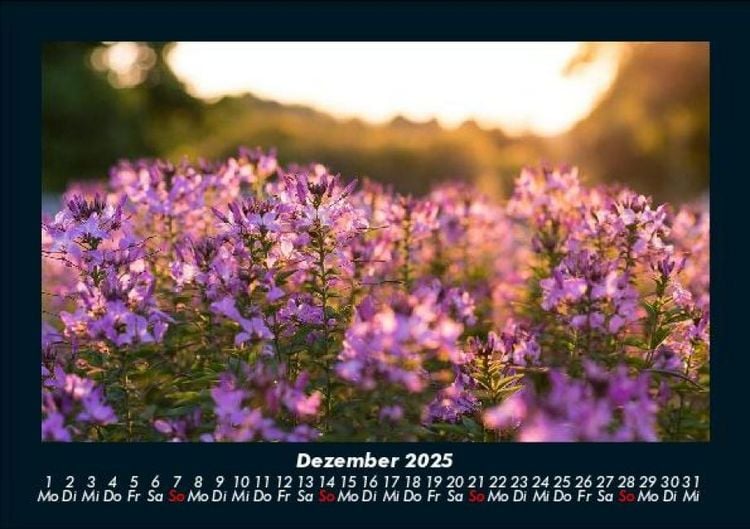 Produktbild: Blumentr&auml;ume 2025 Fotokalender DIN A5