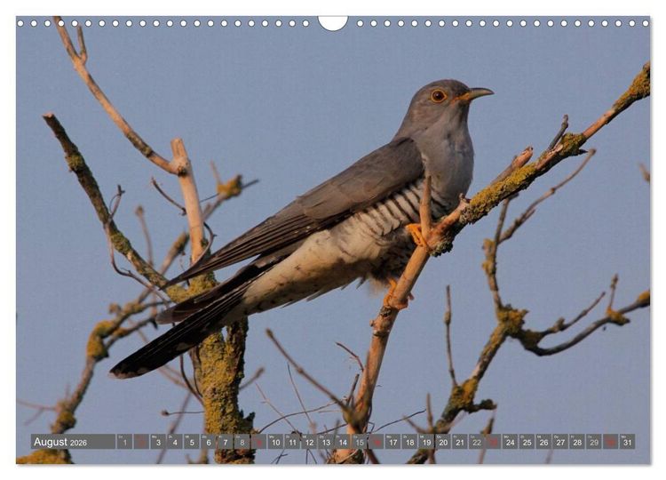 Produktbild: V&ouml;gel ganz nah (Wandkalender 2026 DIN A3 quer), CALVENDO Monatskalender