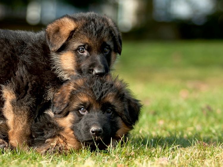 Deutscher Schäferhund: Rassenmerkmale, Erziehung Und Pflege