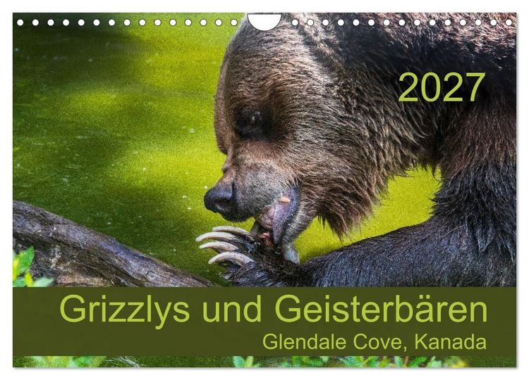 Produktbild: Grizzlys und Geisterb&auml;ren - Glendale Cove, Kanada (Wandkalender 2027 DIN A4 quer), CALVENDO Monatskalender