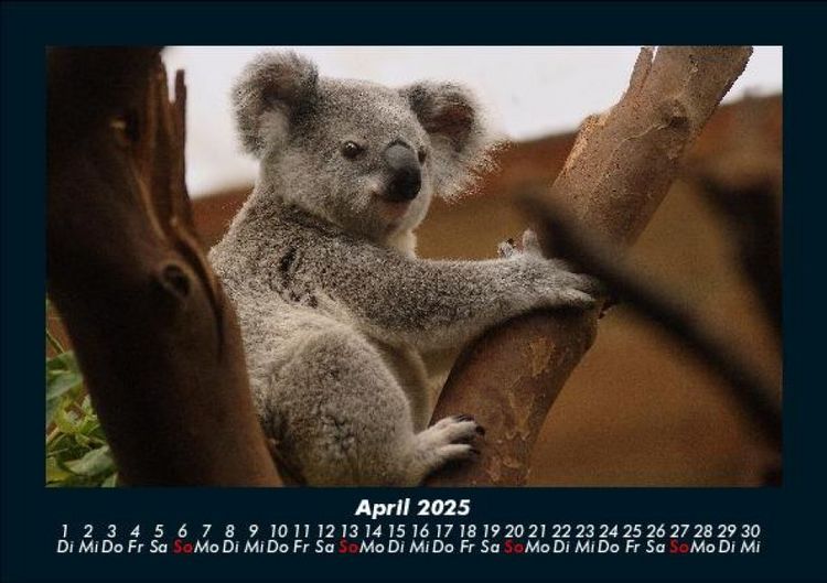 Produktbild: Koala 2025 Fotokalender DIN A5