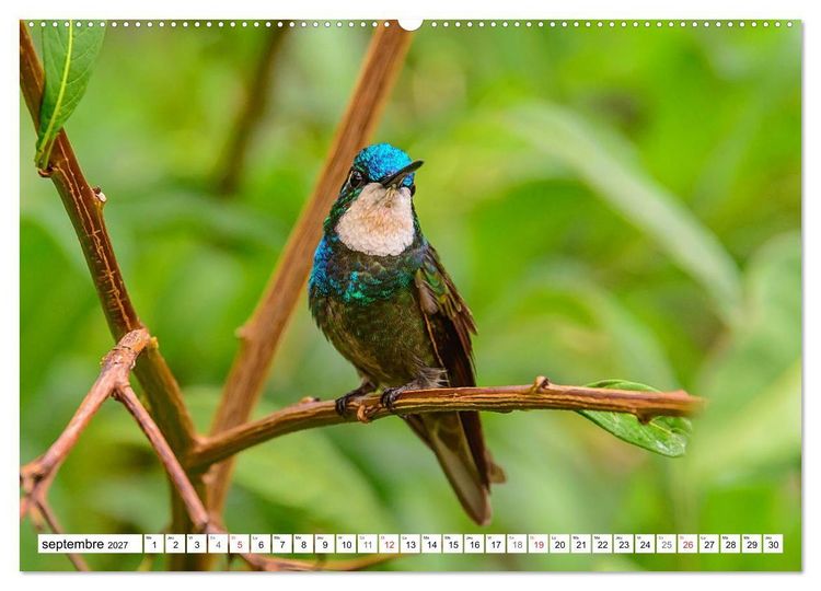 Produktbild: Colibris - pierres pr&eacute;cieuses volantes (Calendrier mural haut de gamme 2027 DIN A2 vertical), CALVENDO calendrier mensuel