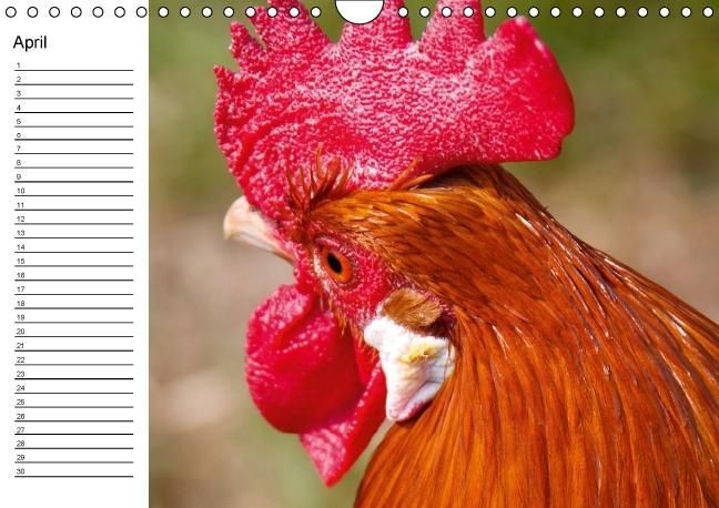 Produktbild: H&uuml;hner / Geburtstagskalender (Wandkalender immerw&auml;hrend DIN A4 quer)