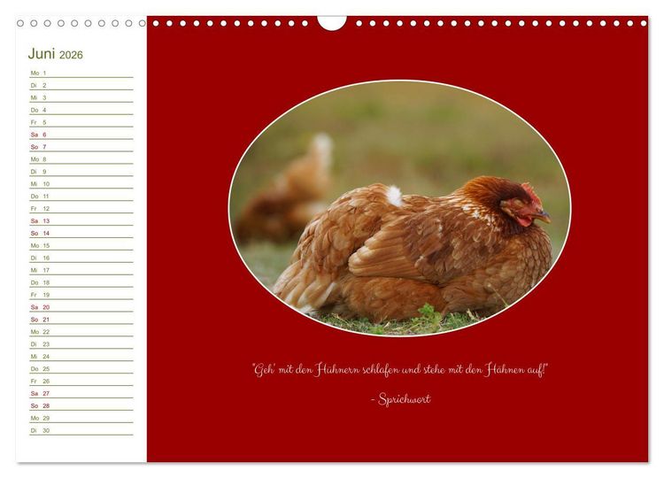 Produktbild: Freilaufende H&uuml;hner (Wandkalender 2026 DIN A3 quer), CALVENDO Monatskalender