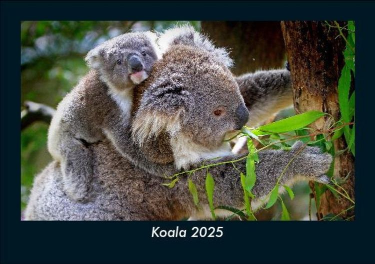 Produktbild: Koala 2025 Fotokalender DIN A5