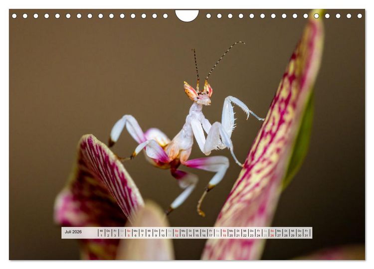 Produktbild: Die Orchideen Gottesanbeterin (Wandkalender 2026 DIN A4 quer), CALVENDO Monatskalender