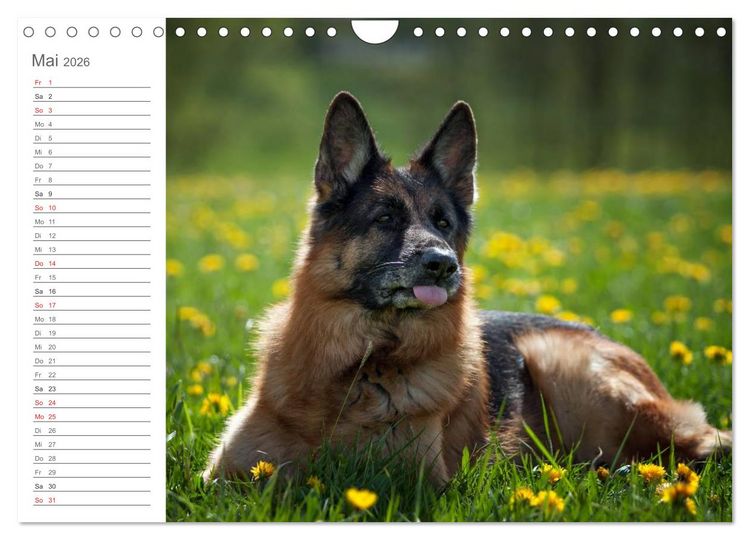 Produktbild: Deutsche Sch&auml;ferhunde Seelentr&ouml;ster (Wandkalender 2026 DIN A4 quer), CALVENDO Monatskalender