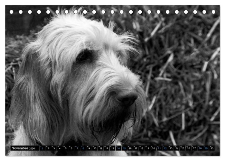 Produktbild: Carissimo Spinone Italiano (Tischkalender 2026 DIN A5 quer), CALVENDO Monatskalender