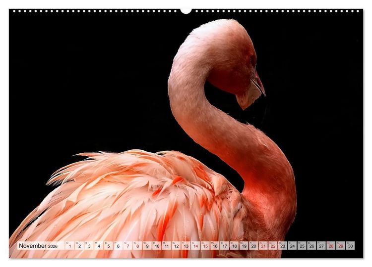 Produktbild: Flamingo Zauber (hochwertiger Premium Wandkalender 2026 DIN A2 quer), Kunstdruck in Hochglanz