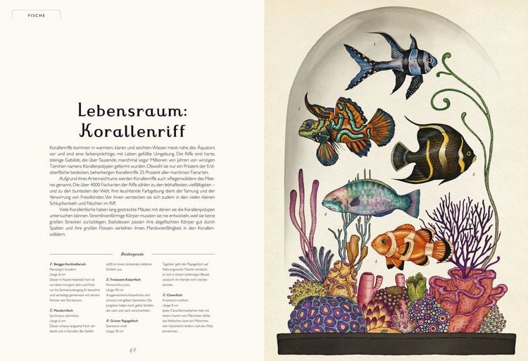Produktbild: Das Museum der Tiere
