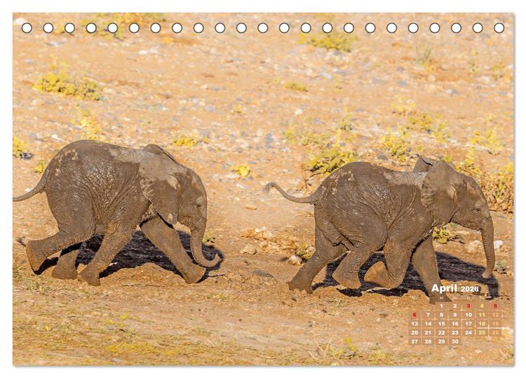 Produktbild: Elefantenkinder: Winzlinge im Land der Riesen (Tischkalender 2026 DIN A5 quer), CALVENDO Monatskalender
