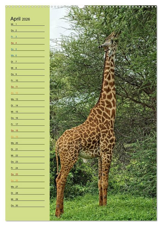 Produktbild: Giraffen. Voller Stolz und Grazie (Wandkalender 2026 DIN A2 hoch), CALVENDO Monatskalender
