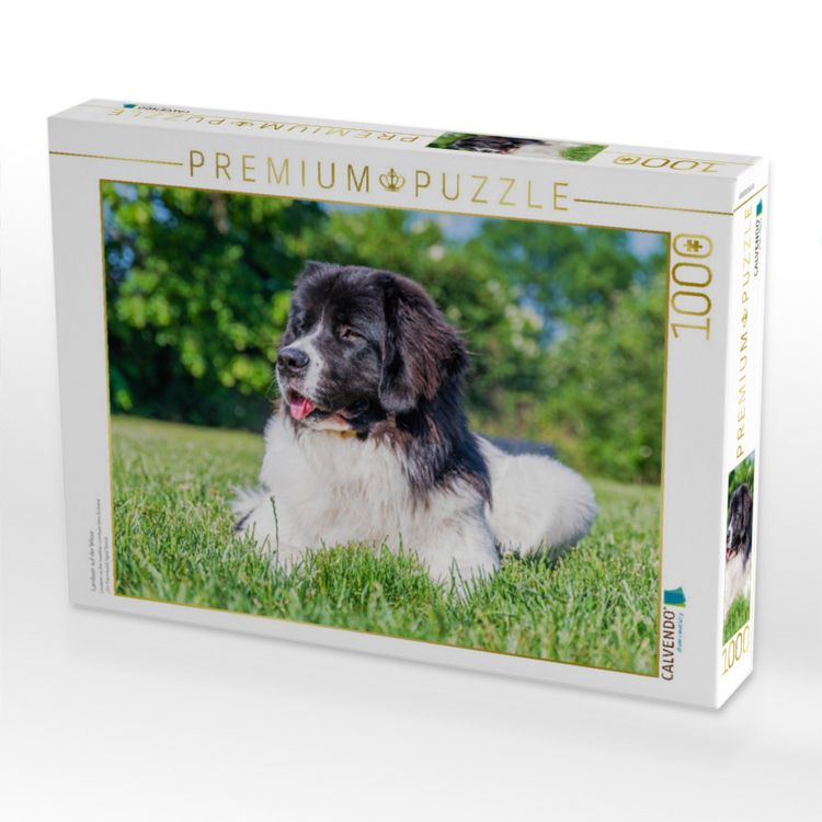 Produktbild: CALVENDO Puzzle Landseer auf der Wiese | 1000 Teile Lege-Gr&ouml;&szlig;e 64x48cm Foto-Puzzle f&uuml;r gl&uuml;ckliche Stunden