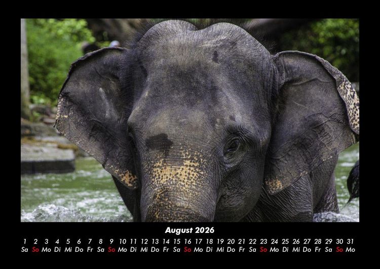 Produktbild: Elefanten 2026 Fotokalender DIN A3