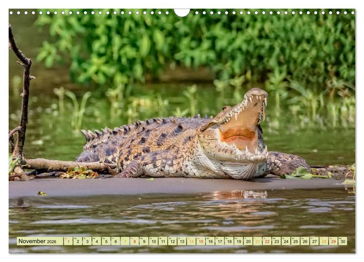 Produktbild: Urzeitreptilien - Krokodil (Wandkalender 2026 DIN A3 quer), CALVENDO Monatskalender