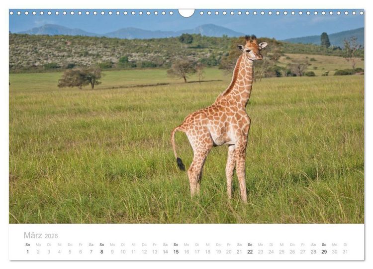Produktbild: Tierische Gl&uuml;cksmomente mit Weisheiten (Wandkalender 2026 DIN A3 quer), CALVENDO Monatskalender
