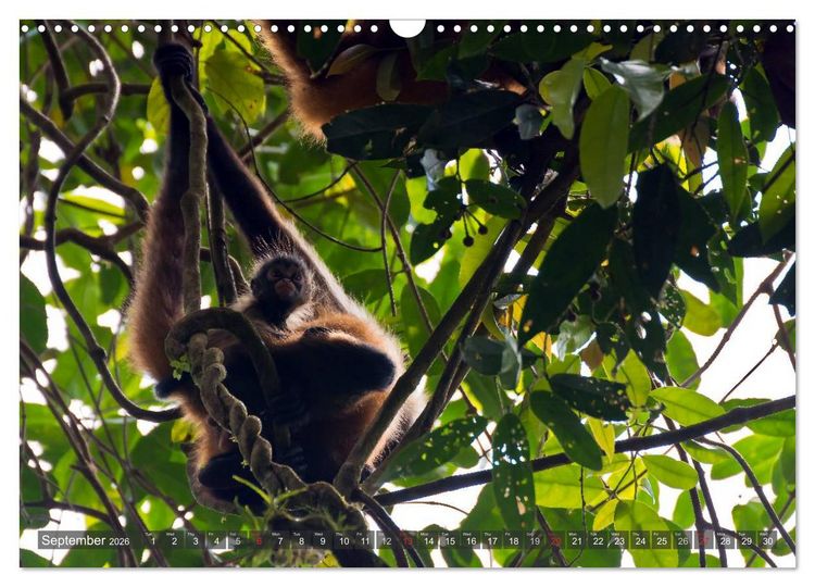 Produktbild: Amazing Costa Rica (Wall Calendar 2026 DIN A3 landscape), CALVENDO 12 Month Wall Calendar