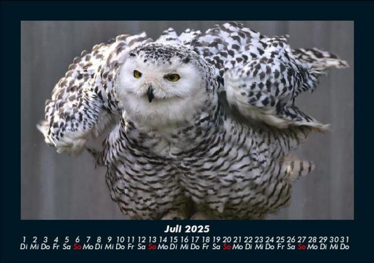 Produktbild: Welt der V&ouml;gel 2025 Fotokalender DIN A5