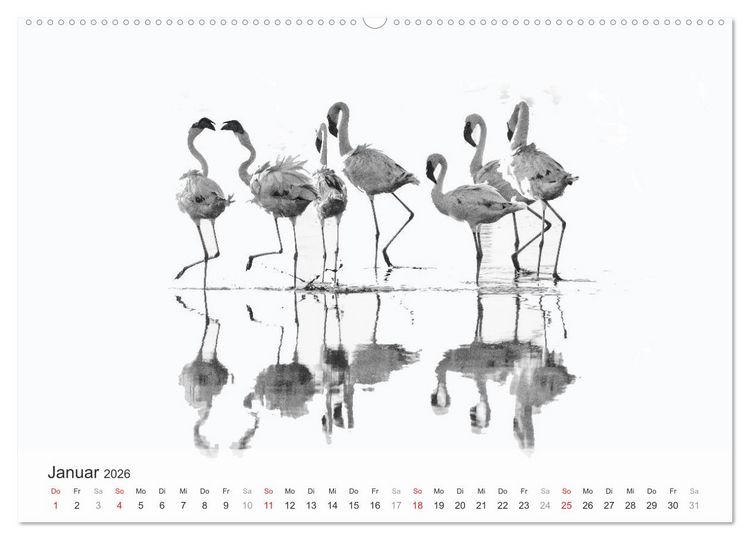 Produktbild: Flamingo Impressionen 2026 (hochwertiger Premium Wandkalender 2026 DIN A2 quer), Kunstdruck in Hochglanz