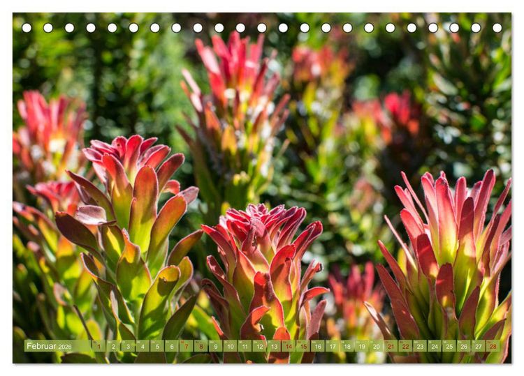 Produktbild: Fynbos - Die einzigartige Flora S&uuml;dafrikas (Tischkalender 2026 DIN A5 quer), CALVENDO Monatskalender