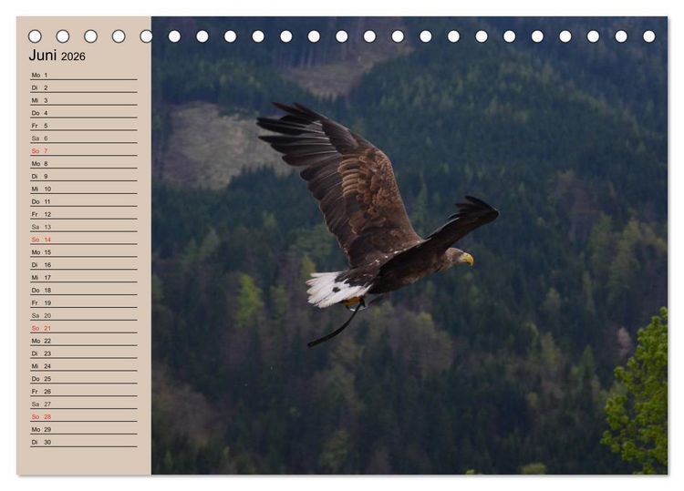 Produktbild: Der Steinadler. Majest&auml;tischer Greifvogel (Tischkalender 2026 DIN A5 quer), CALVENDO Monatskalender