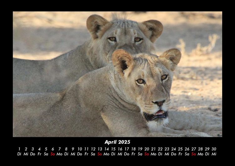 Produktbild: L&ouml;wen in der Wildnis 2025 Fotokalender DIN A3